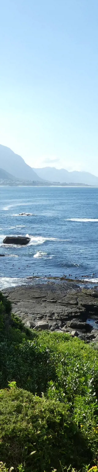 Besuche das Walparadies in Hermanus